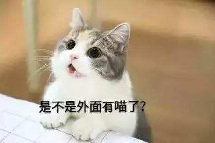 抖音小猫表情包gif蹦迪动图免费分享