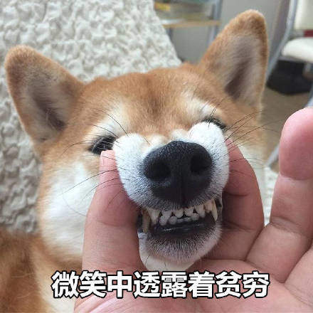 可爱柴犬表情包