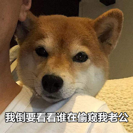 可爱柴犬表情包