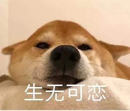 可爱柴犬表情包