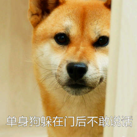 可爱柴犬表情包