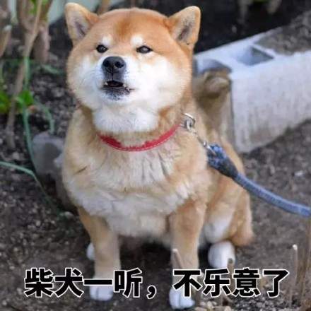 可爱柴犬表情包