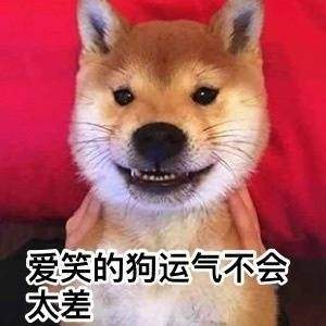 可爱柴犬表情包