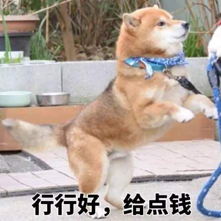 可爱柴犬表情包