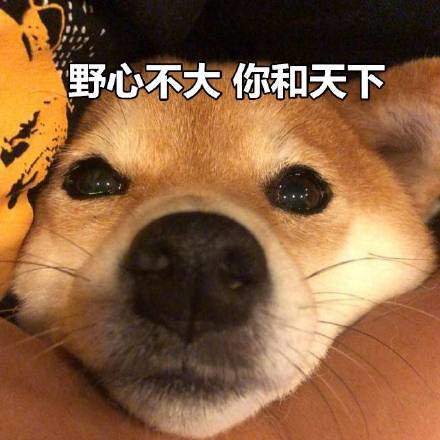 可爱柴犬表情包