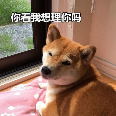 可爱柴犬表情包