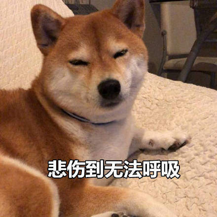 可爱柴犬表情包