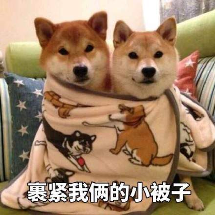 可爱柴犬表情包