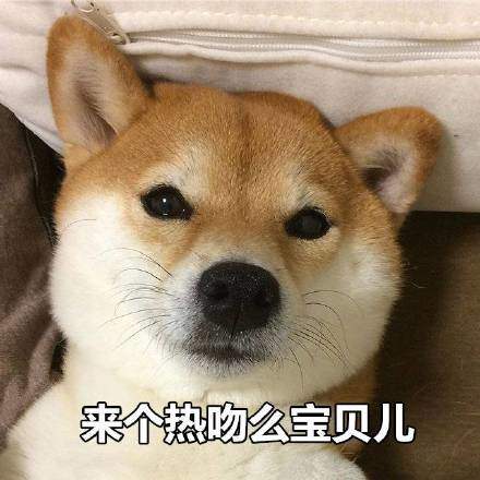 可爱柴犬表情包