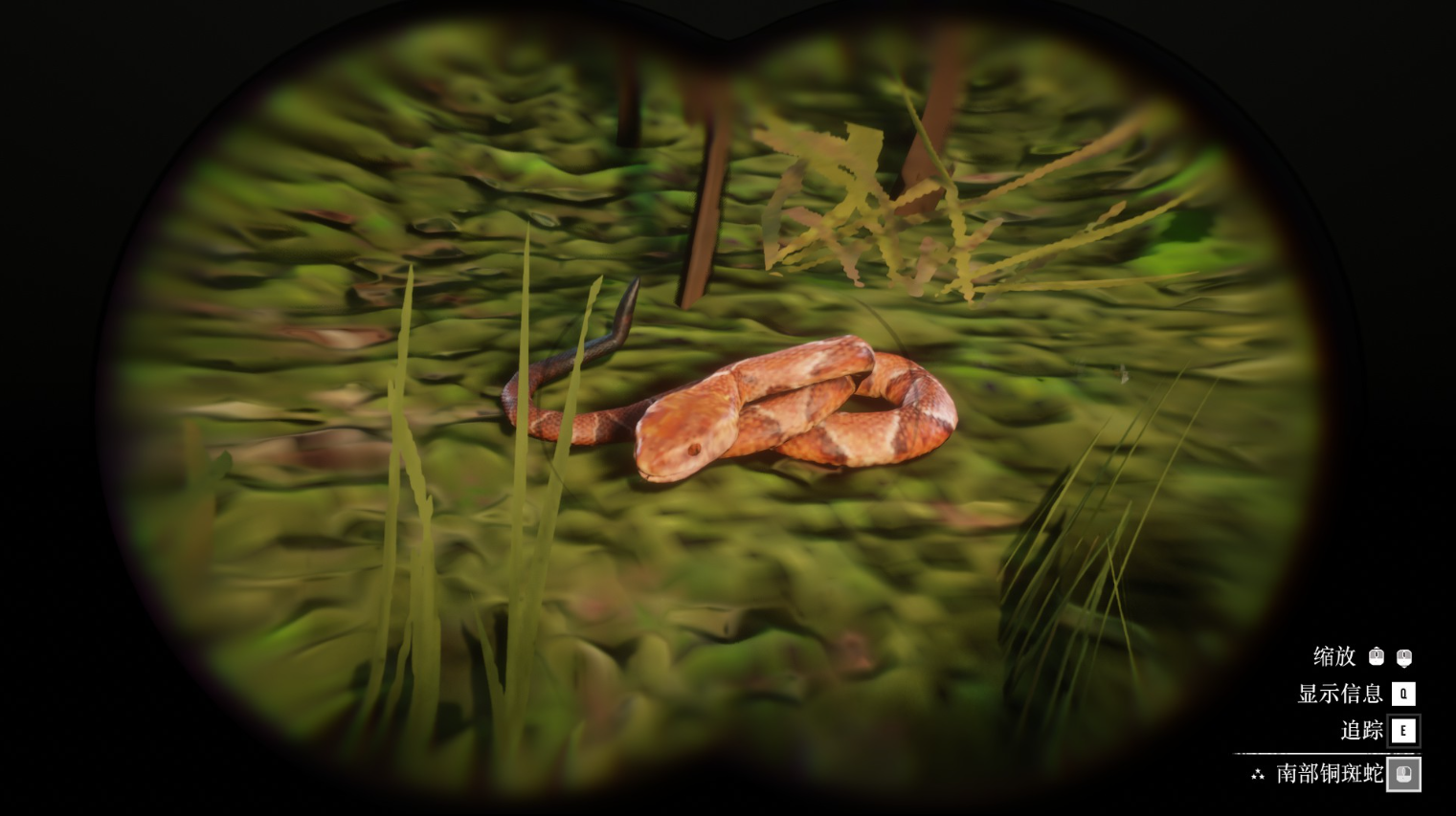 《荒野大镖客2》动物南部铜斑蛇在哪里找