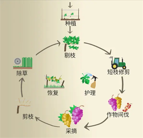 酿造物语汉化版