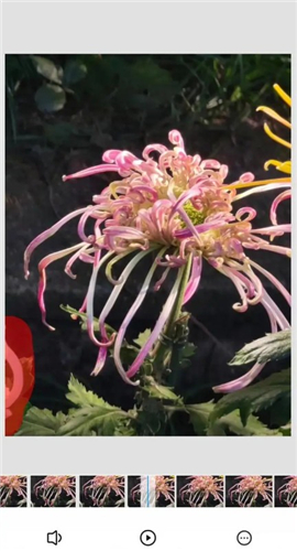 snapseed蒙版